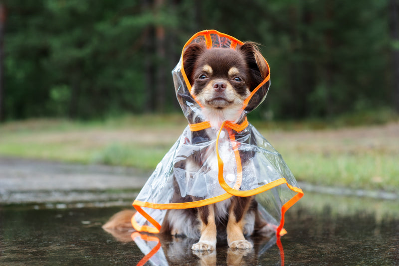 Paws & Prepare Storm Safety Tips for Your Pets