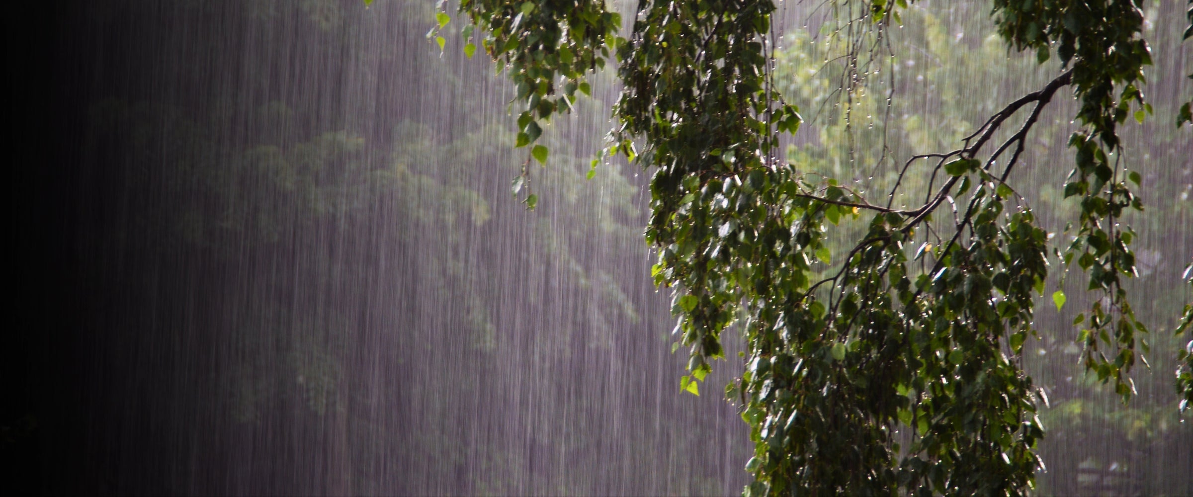 Rainfall with tree leaves in the foreground
