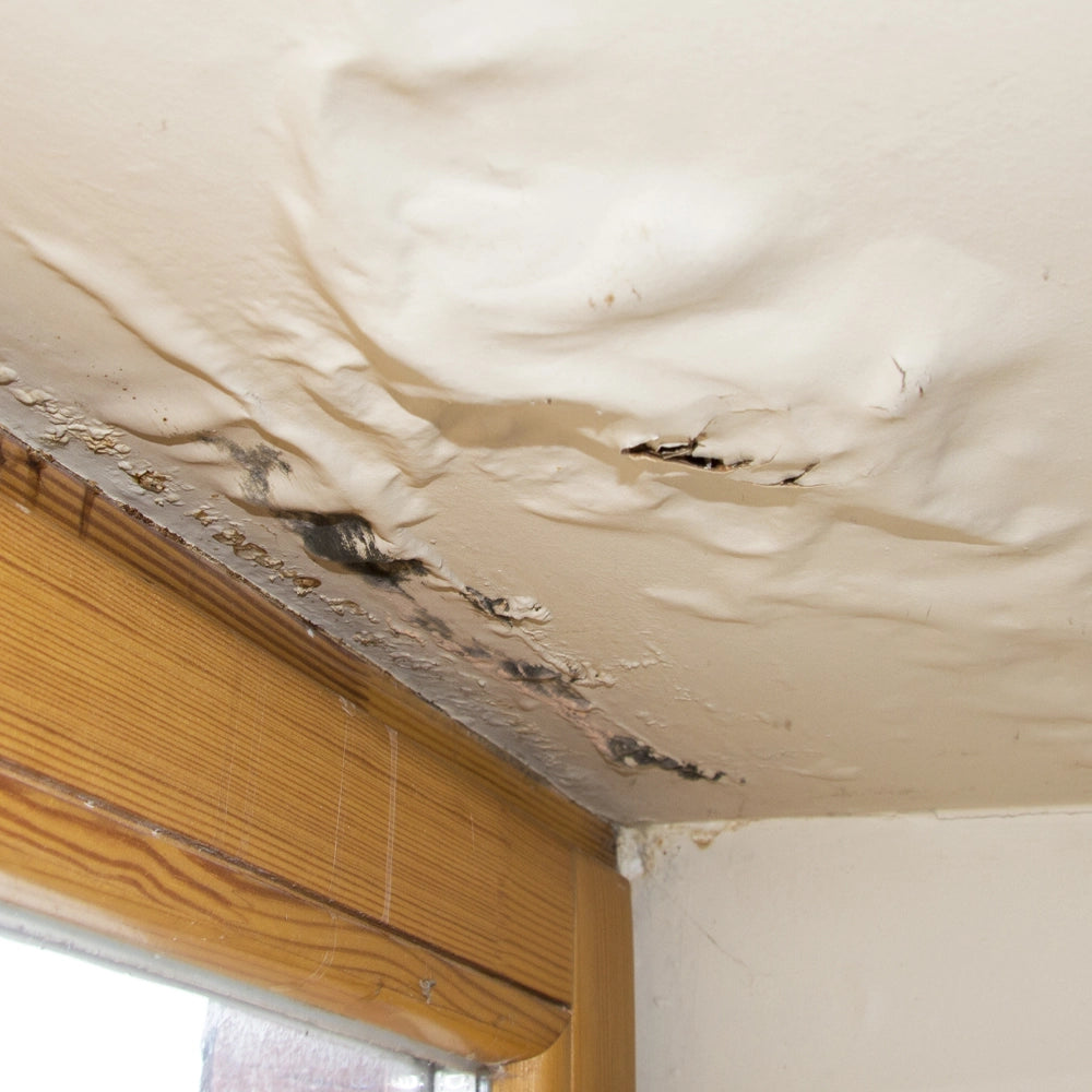 Ceiling with water damage and mold growth
