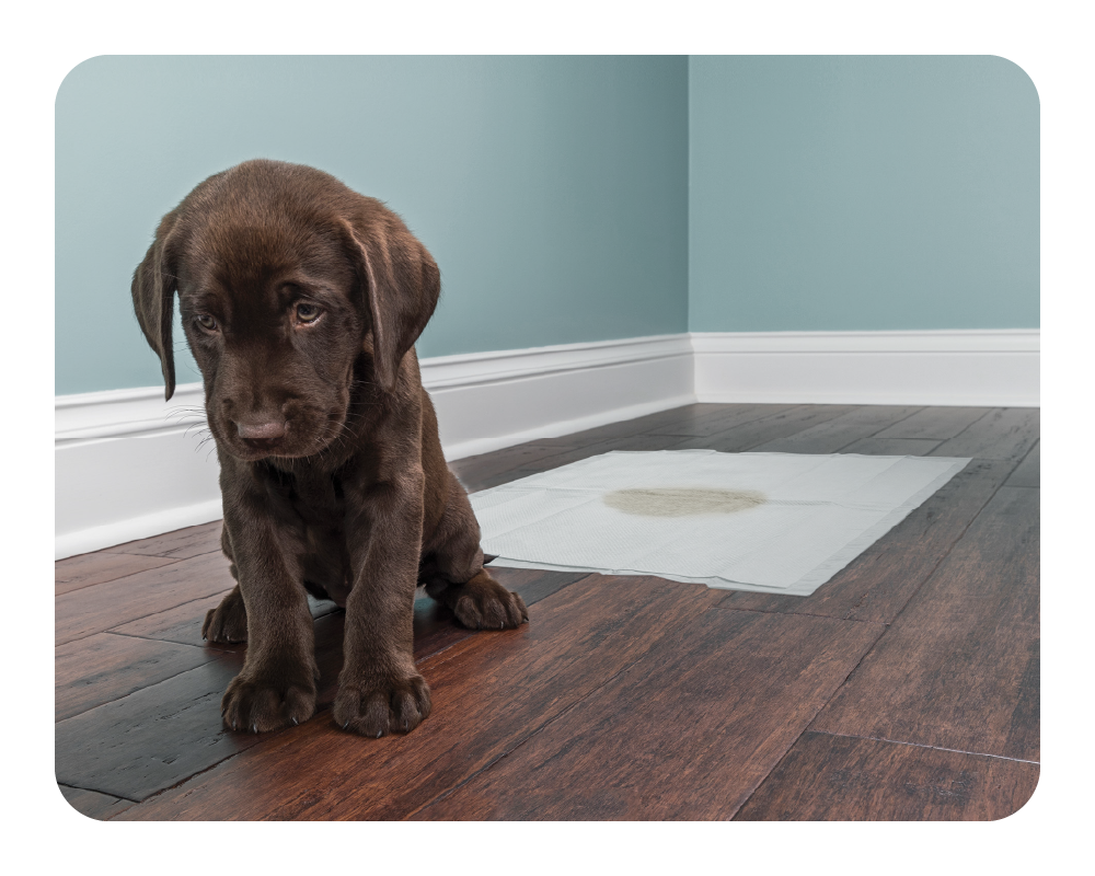 Chocolate Labrador puppy on a wooden floor with a drip mat on the floor.